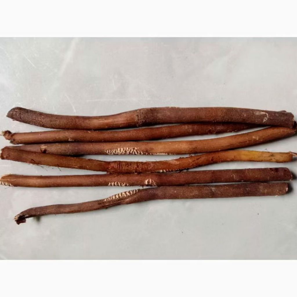 

akar salak 100 gram akar pohon salak ,akar tanaman salak