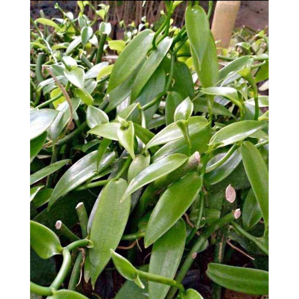 

bibit vanili segar stek. per batang