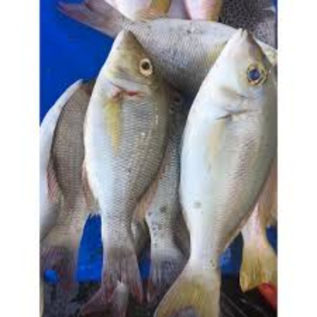 

Ikan Katamba Segar Pasar Online