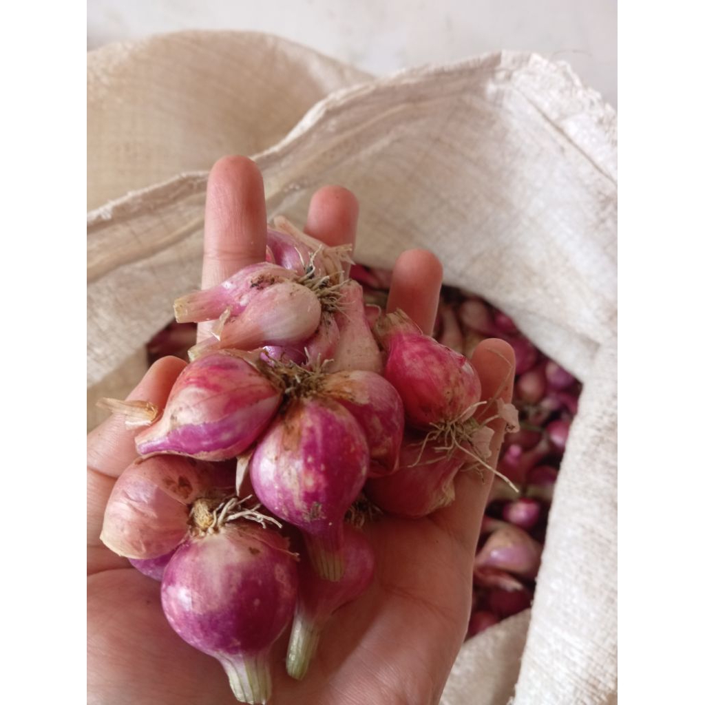 

Bawang Merah BESAR 1 kg dan 500 gram Asli Nganjuk
