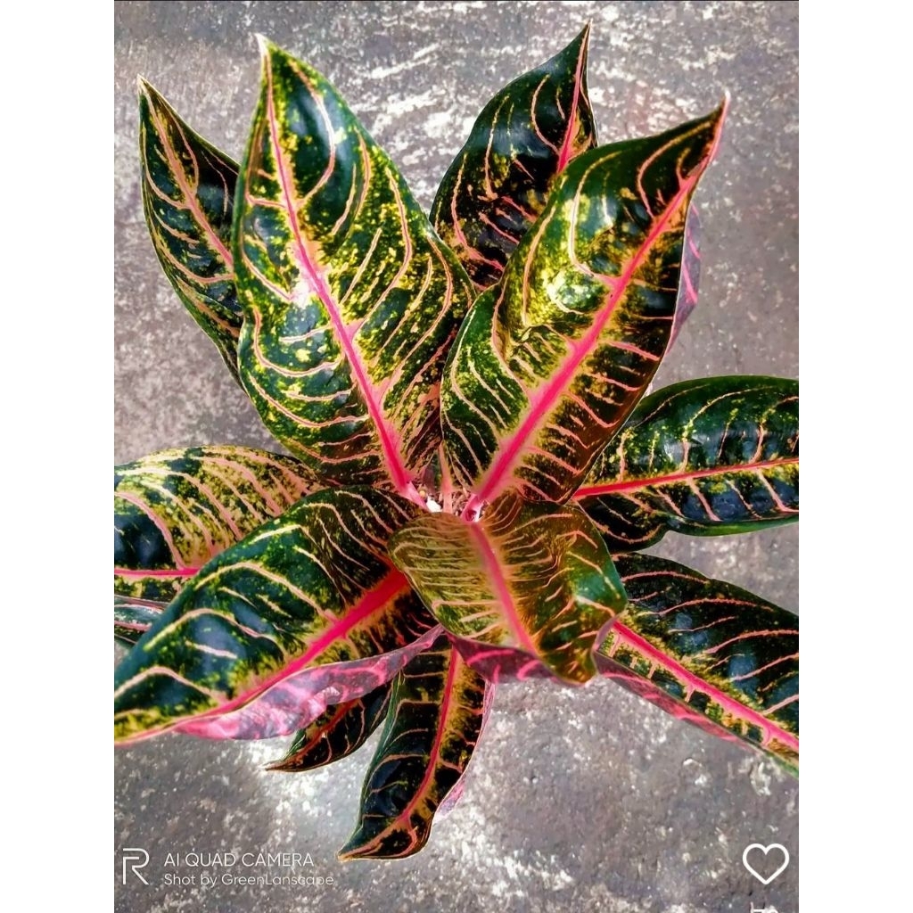 Aglonema Red Sumatra Tanaman Hias Aglonema Aglaonema Pride Of Sumatra Anakan Murah Merah BUKAN BONGG