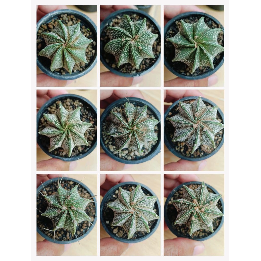 kaktus astro Capricorn/astro capricorne