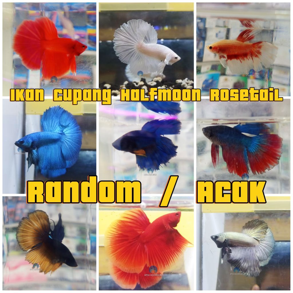 Ikan Hias Cupang Betta Halfmoon Rosetail (HM) Super Red, Fancy, Bicolor, Cooper Gold , Royal Blue, W