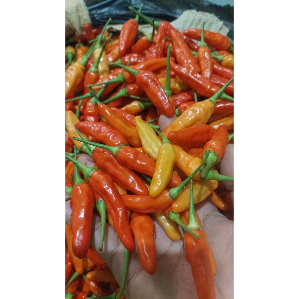 

cabe ori super premium