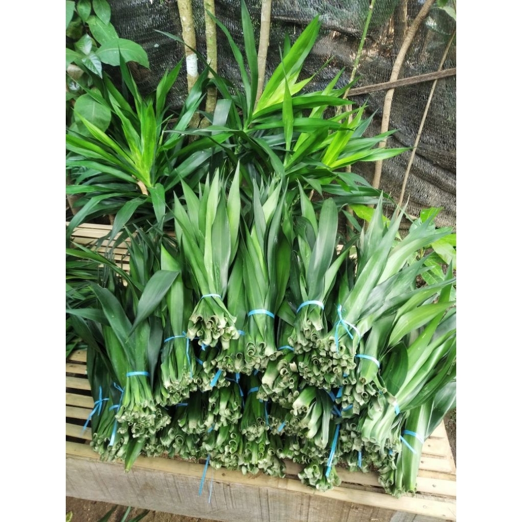 

daun Suji segar perikat isi 30lbr