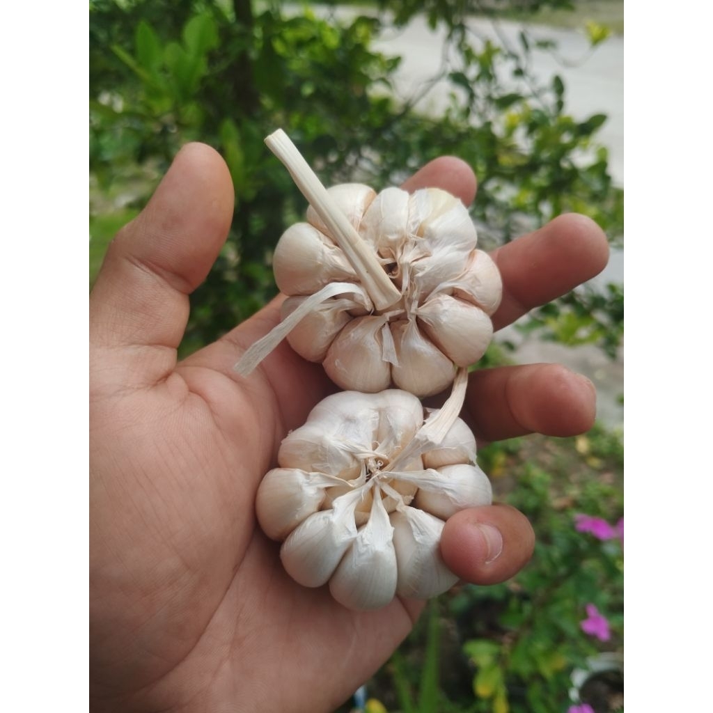 

Bawang putih Sinco Termurah