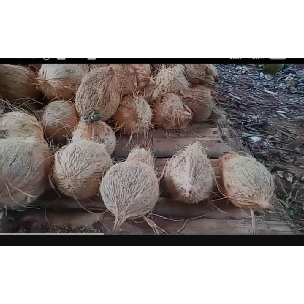 

kelapa tua kelapa termurah sejagat raya