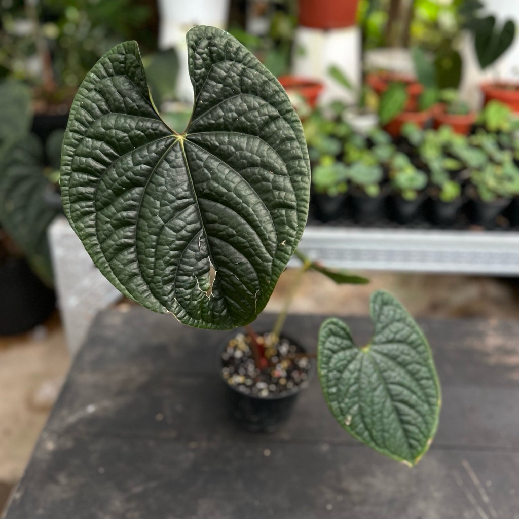 anthurium luxurians ecuador