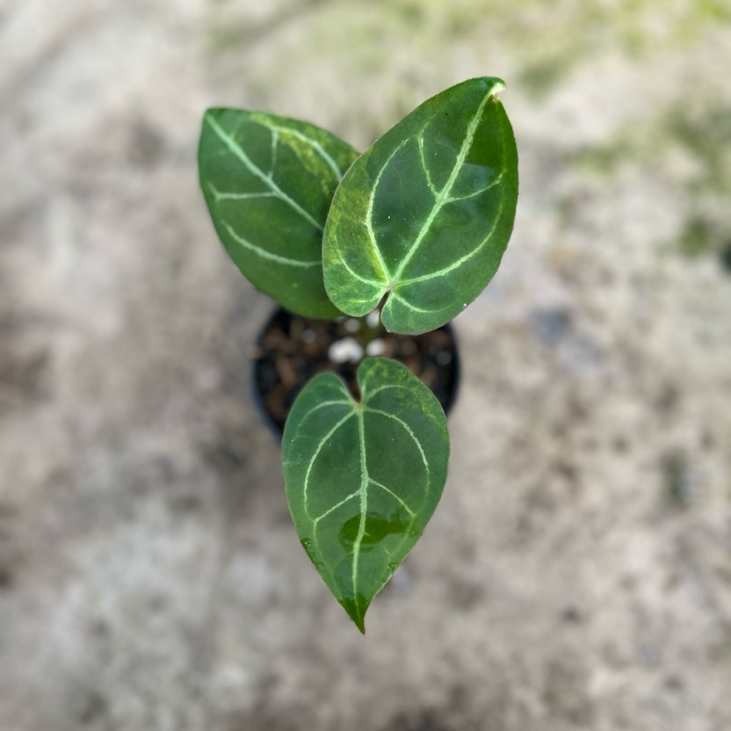 Anthurium Magnificum Variegata