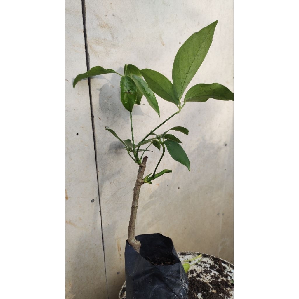 bibit tanaman Tlogosari realpic sesuai gambar