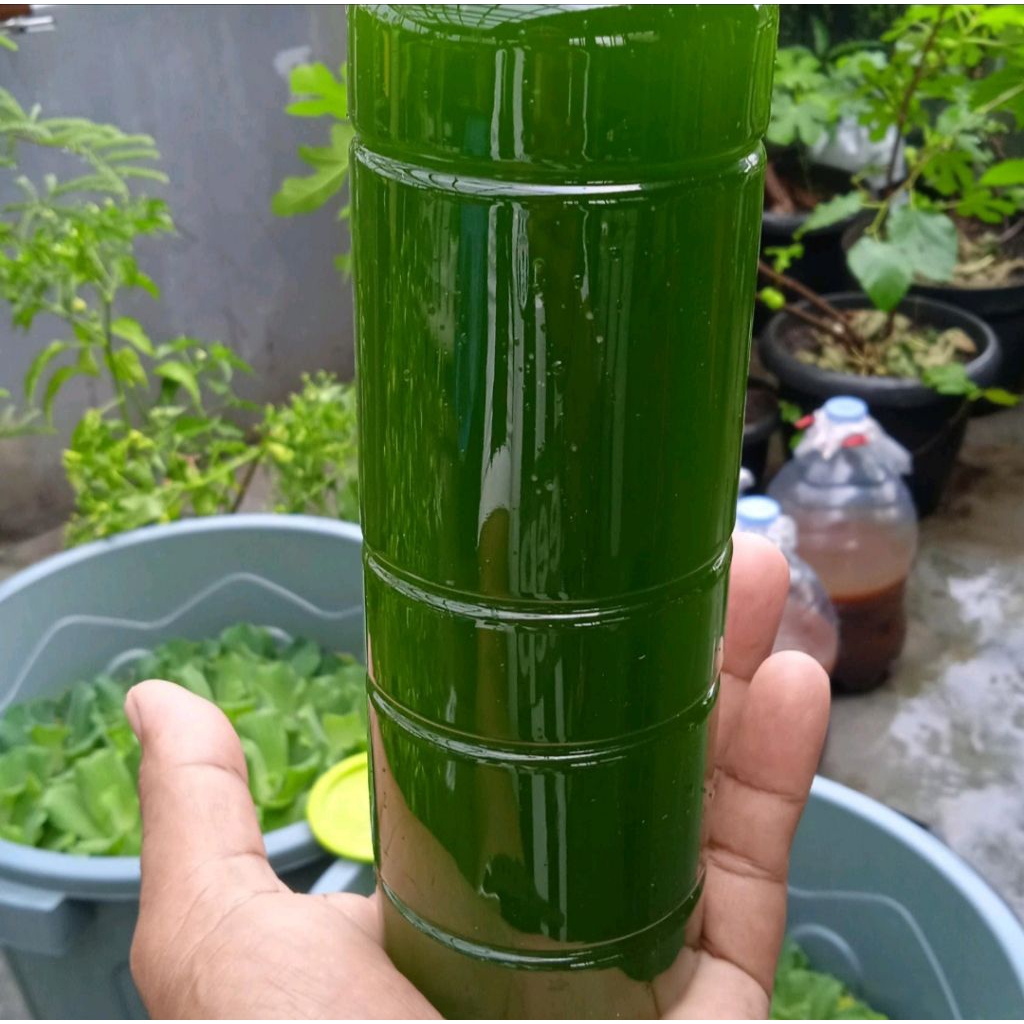 Air hijau Chlorella starter kolam ikan