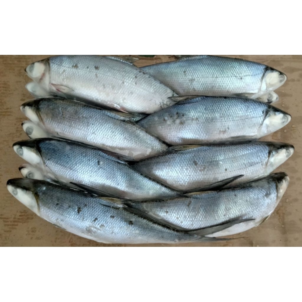 

Bandeng Beku Uk Besar