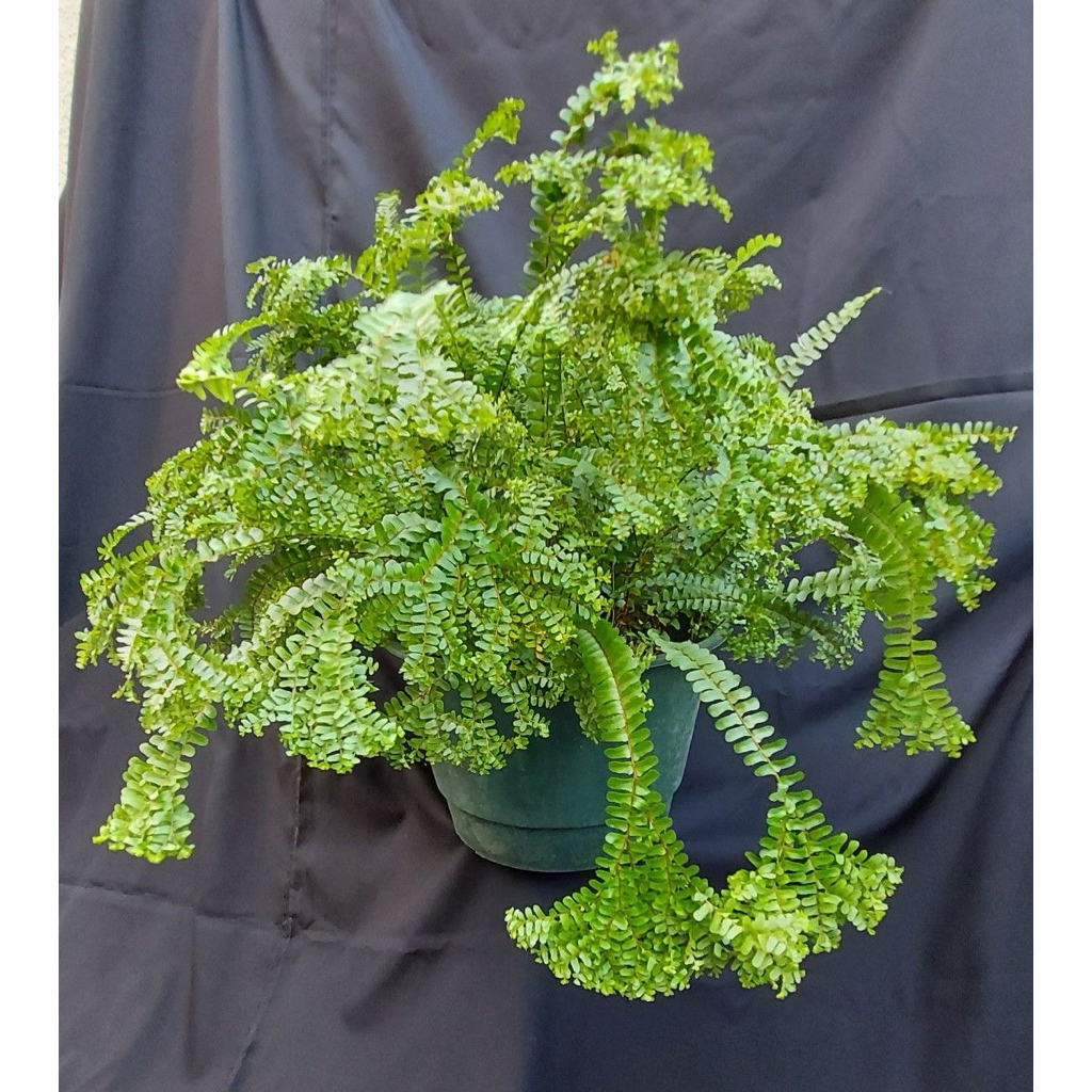 tanaman hias pakis tanduk - pakis boston tanduk - pakis boston