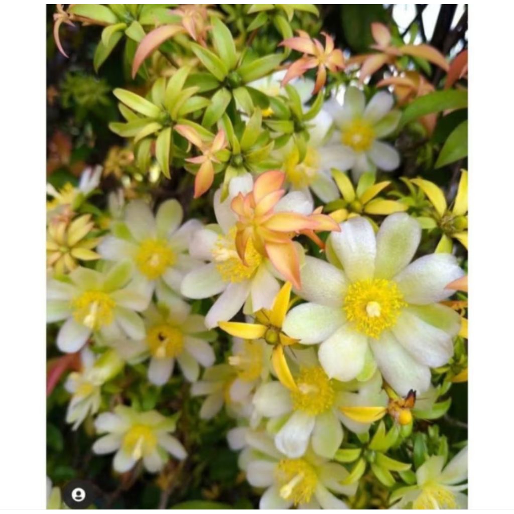 Promo Tanaman Bunga Pareskia Acuelata / Bunga Lemon vine varigata / Pareskia / Lemon vine