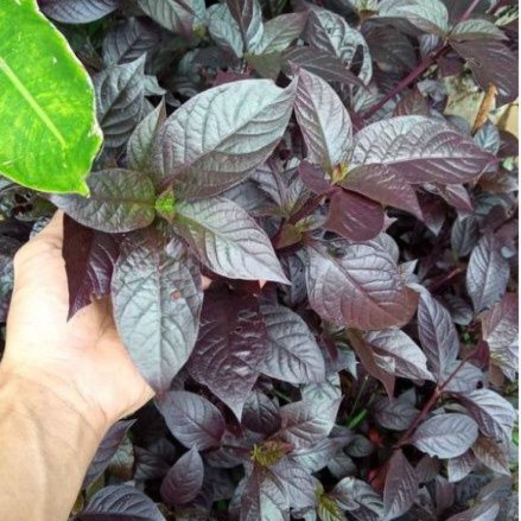 

Daun Handeleum Obat Herbal Ambeien Alami/Obat Wasir