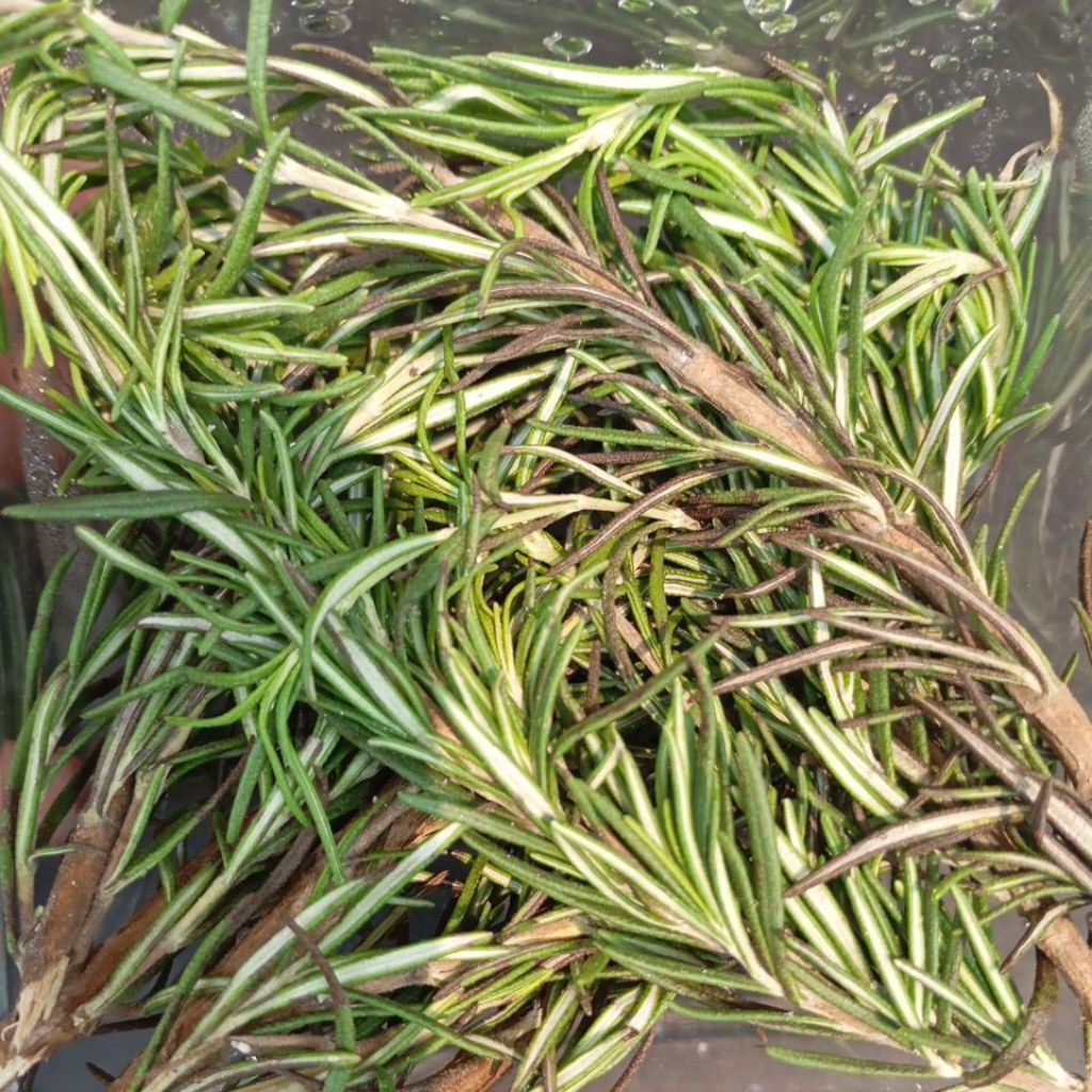 

Daun Rosemary Segar 30 gram Rempah Fresh