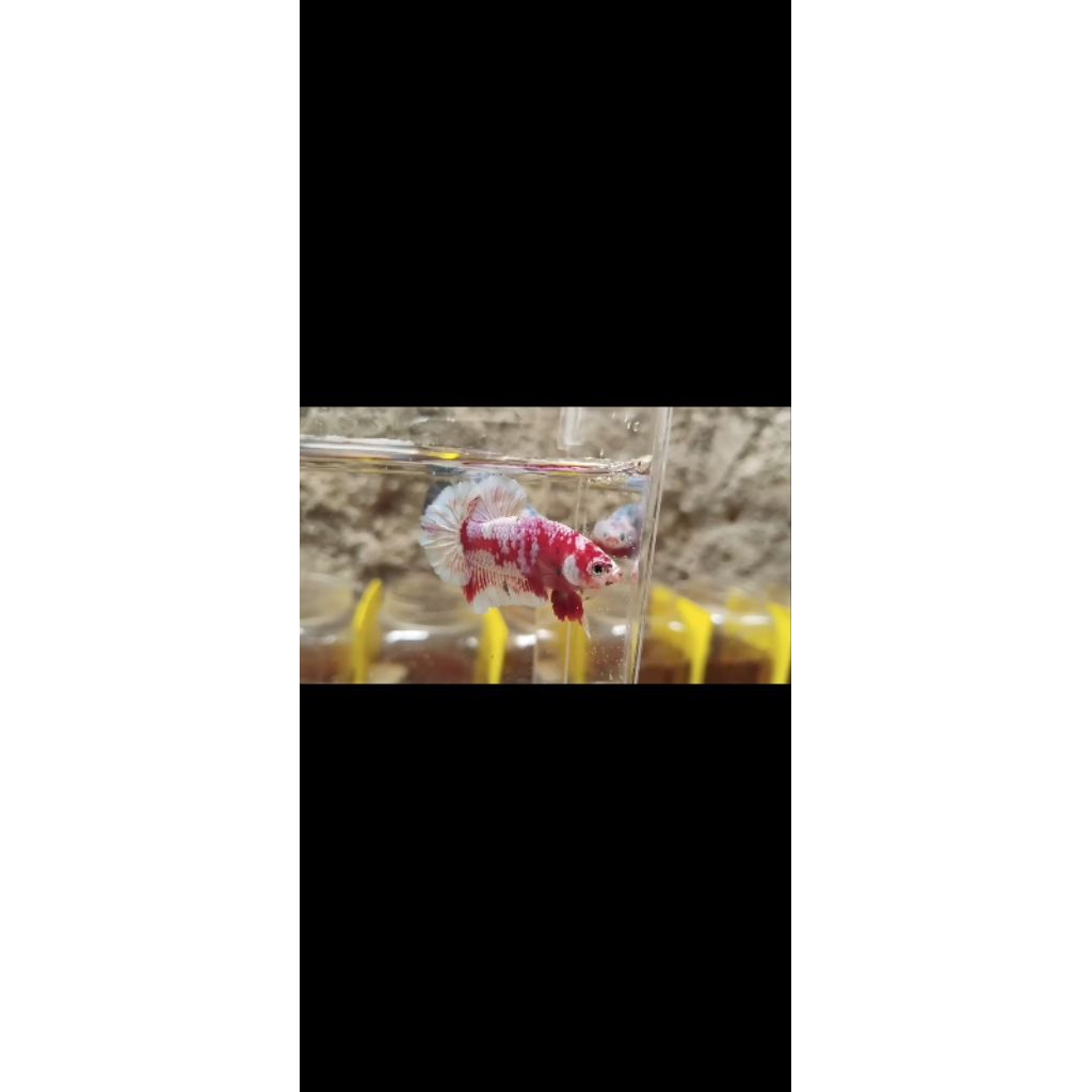 betta fish barongsai