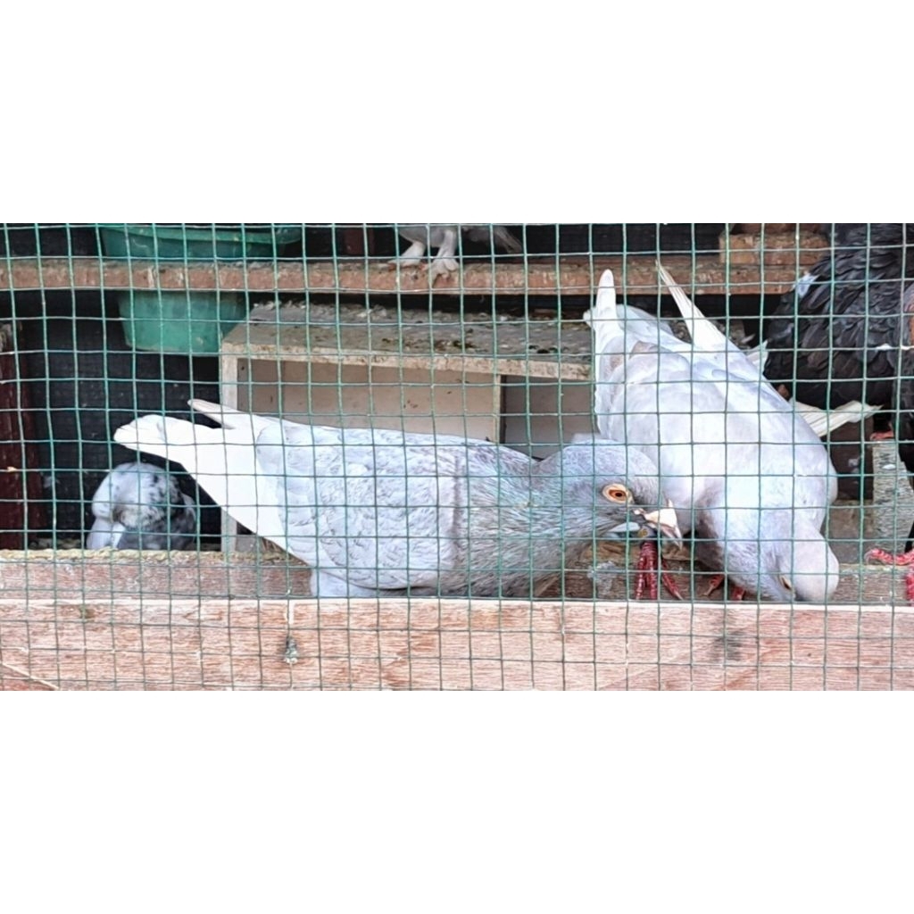 Burung Merpati Pos Warna Unik / Langka Silver Harga Sepasang