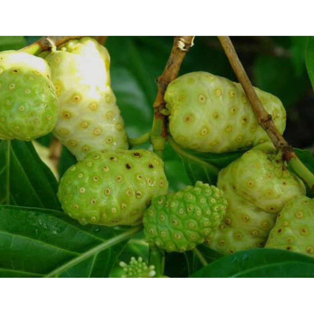 

Buah Mengkudu 1kg. Dijamin fres.