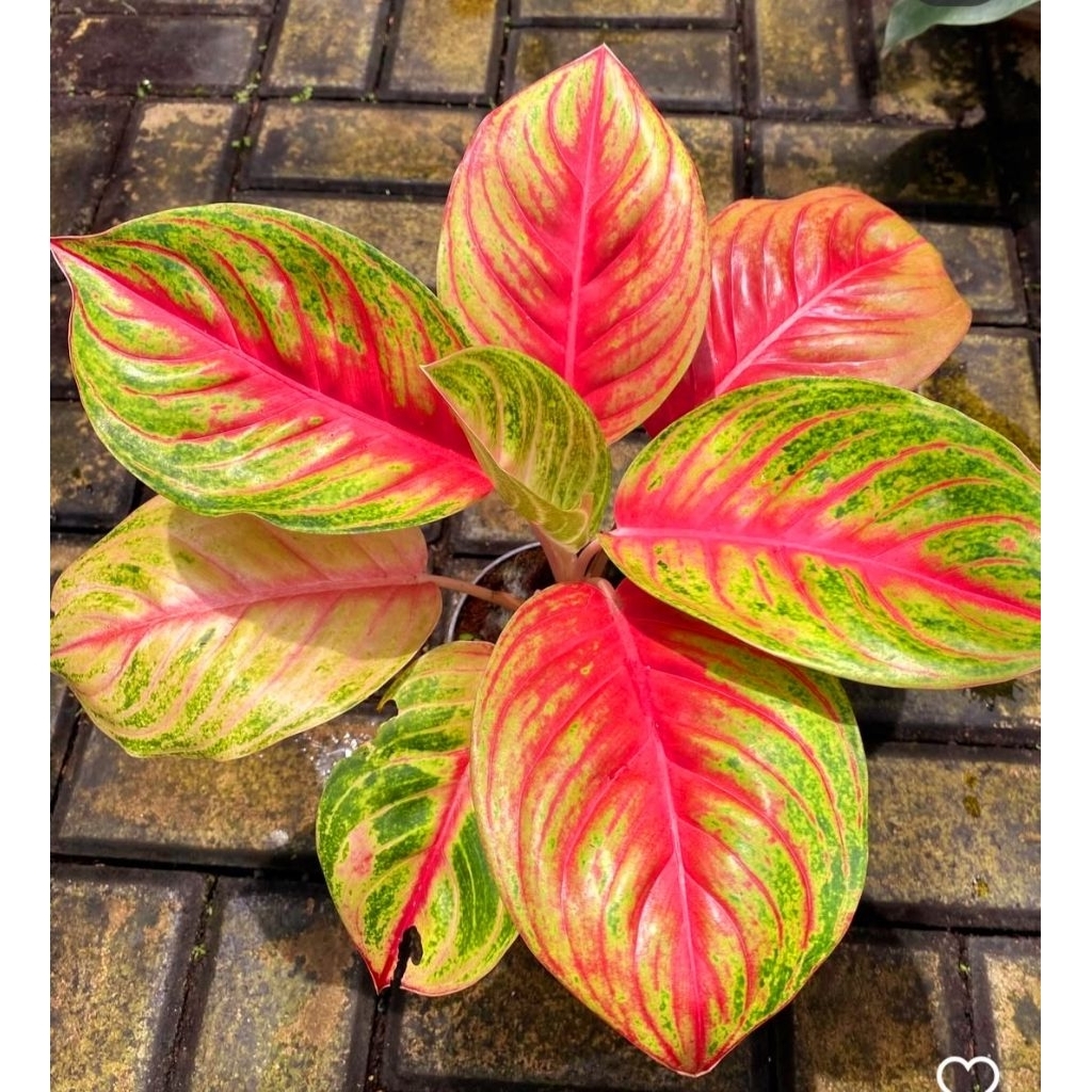 Tanaman Hias Aglonema Andini Bunga Hias Aglonema Aglaonema Andini Murah Merah BUKAN BONGGOL Tanaman 