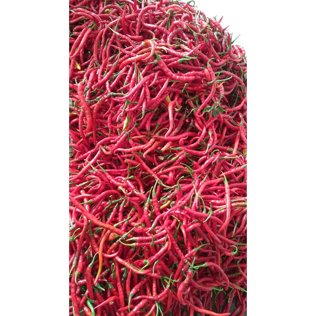 

cabai keriting segar, cabe keriting merah, cabe keriting 250g/500g/1kg, cabe merah pedas, cabai keriting fresh, cabai keriting lokal, bumbu dapur segar, cabai grosir