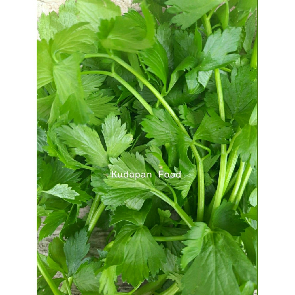 

DAUN SELEDRI 250 GR