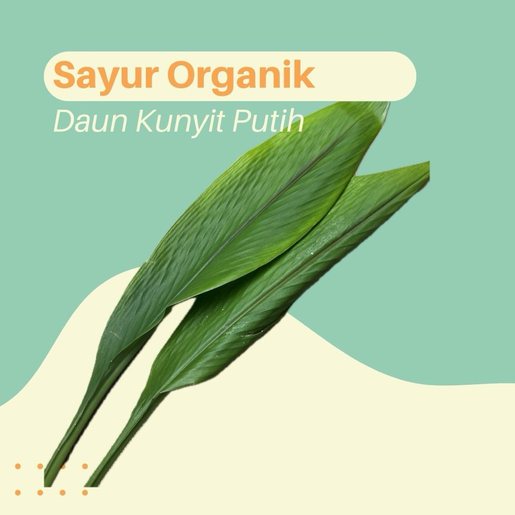 

Daun Kunyit Putih Segar 50 gram