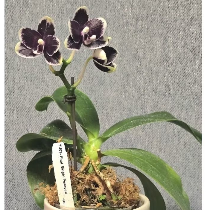 Anggrek Bulan Dewasa berbunga wangi ID.brigh peacock