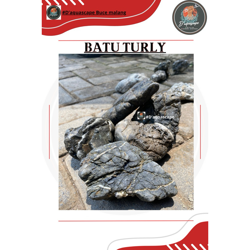Batu Turly Gread A Batu Aquascape atau Paludarium