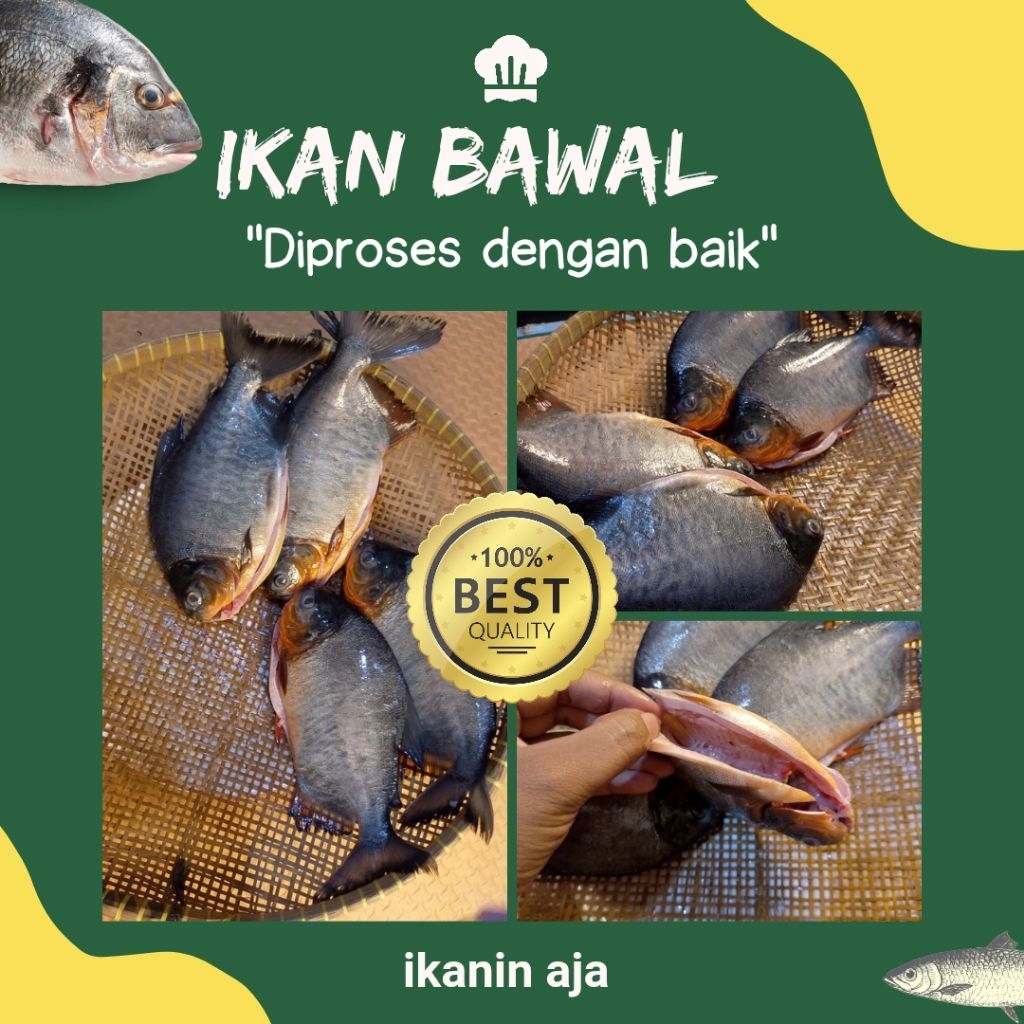 

ikan bawal bersih isi 4 ekor 760-800 gram