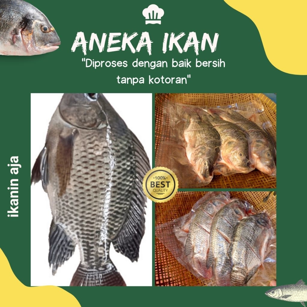 

ikan jaer nila bersih tanpa kotoran satu kemasan isi 3