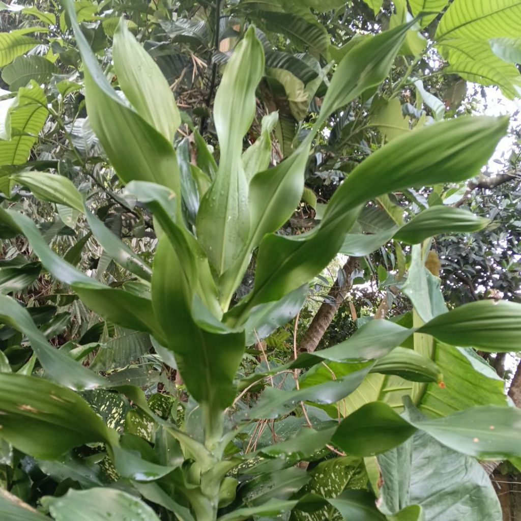 

daun hanjuang luka liku Ter laris 50 lembar