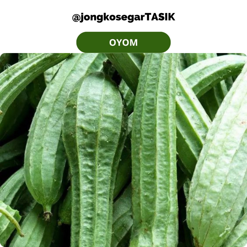 

jongkosegarTASIK - Oyom segar Fres 250-500 gram