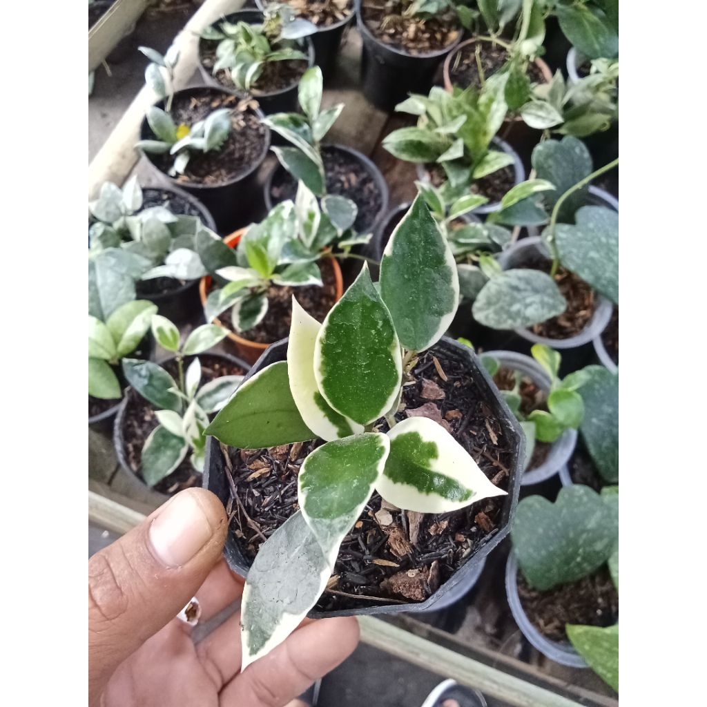 Tanaman Hias Hoya Lacunosa Asami Sp Wonosobo