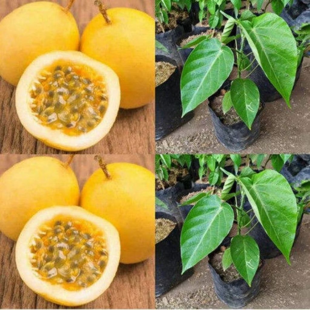 Bibit Markisa Madu Cepat Berbuah