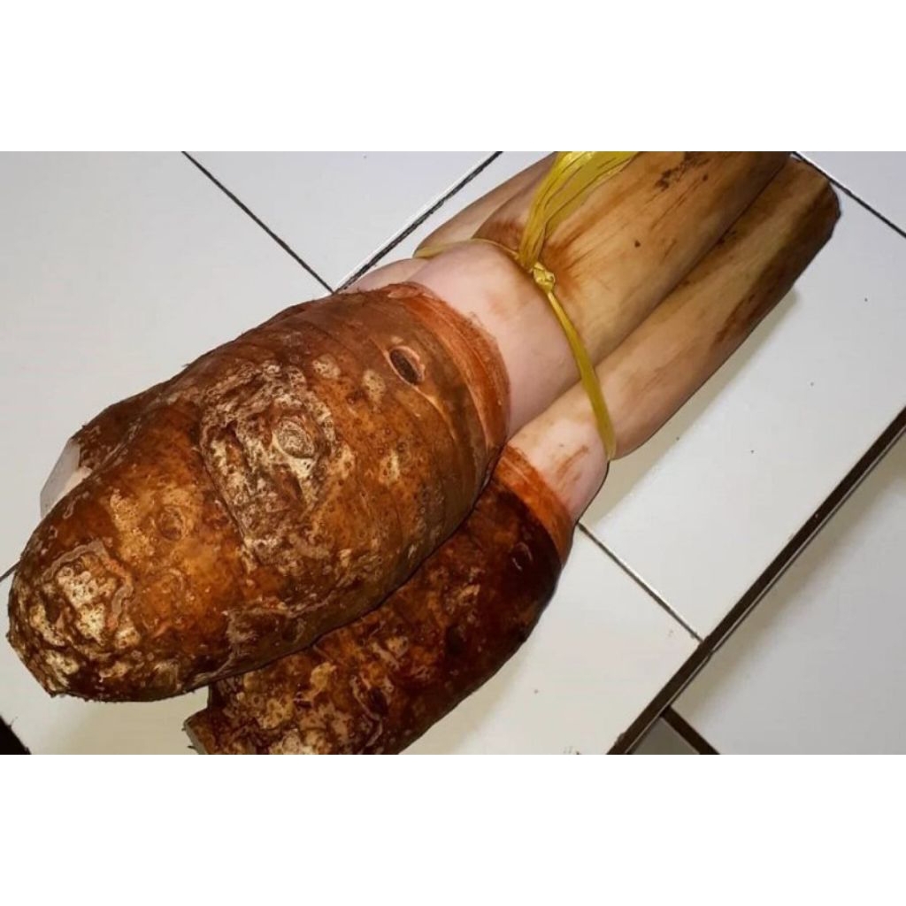 

talas bogor 1kg segar dadakan panen