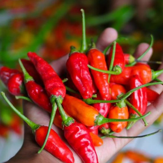 

Cabe Rawit Merah Segar 1 kg