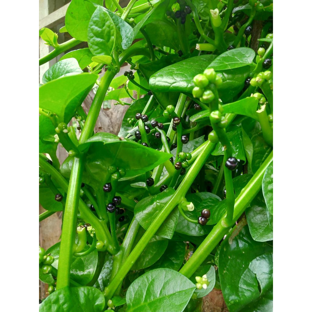 100 biji bayam Malabar/binahong hijau/bayam cina