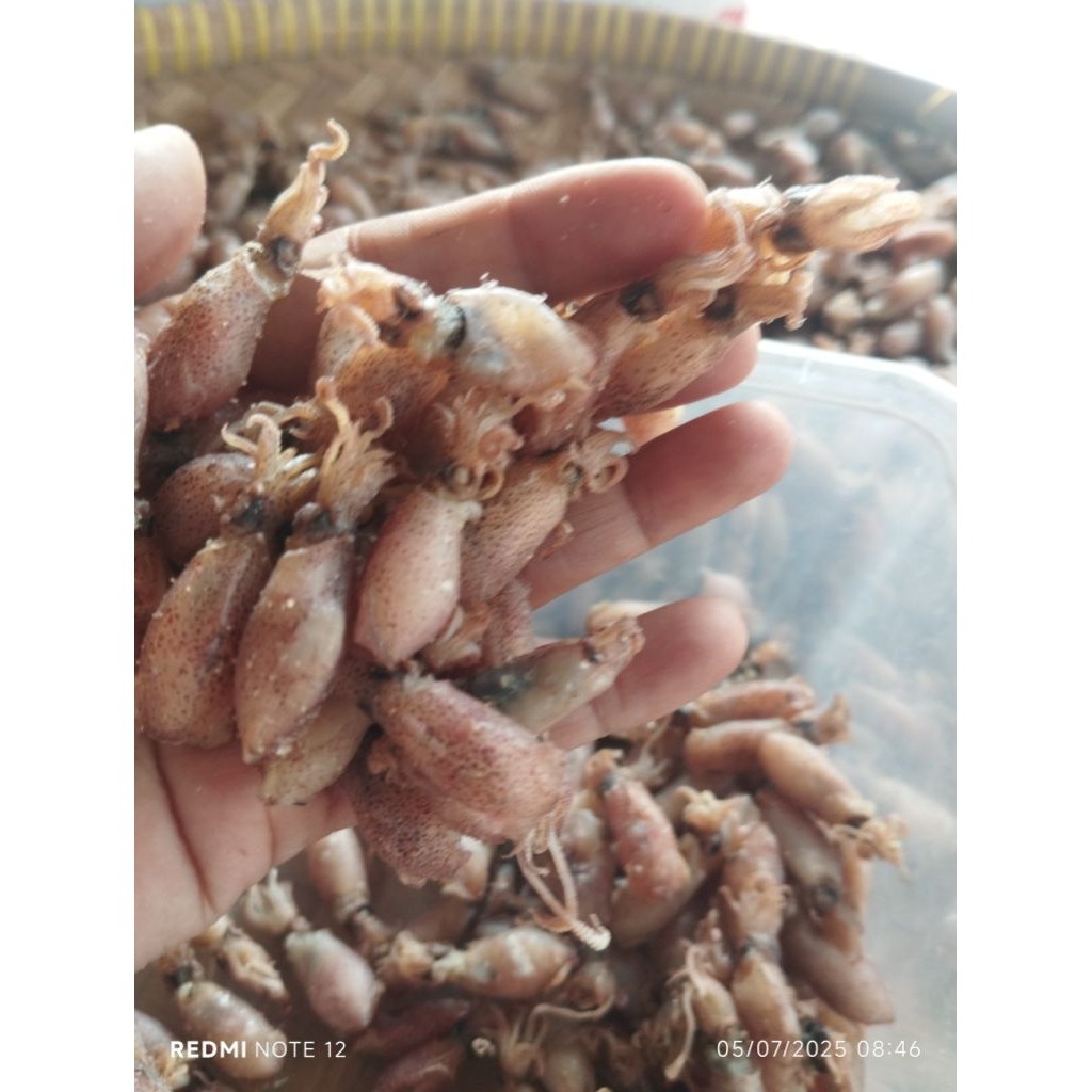 

baby cumi super premium size 2cm/1000gr