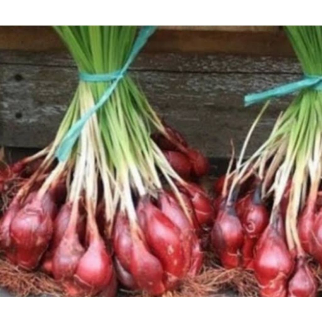 

Jual bawang dayak atau bawang hutan kuwalitas bagus 500 g