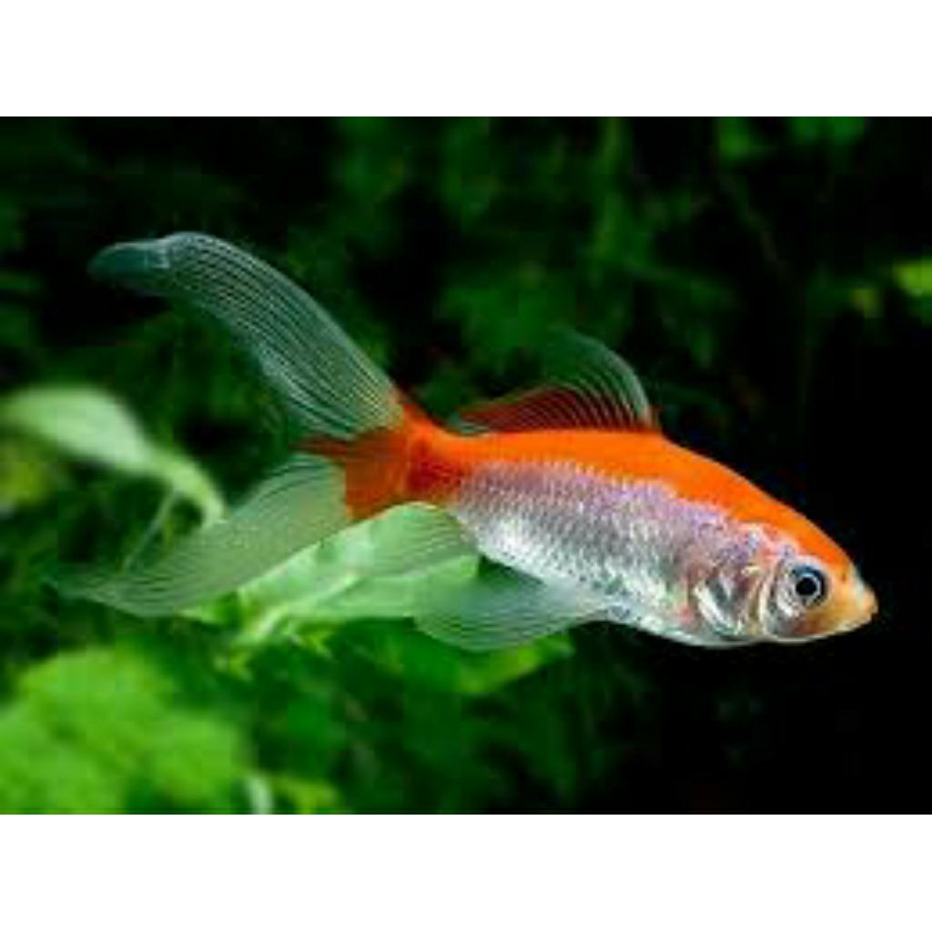 paket isi 2 komet slayer merah putih hiasan akuarium cantik