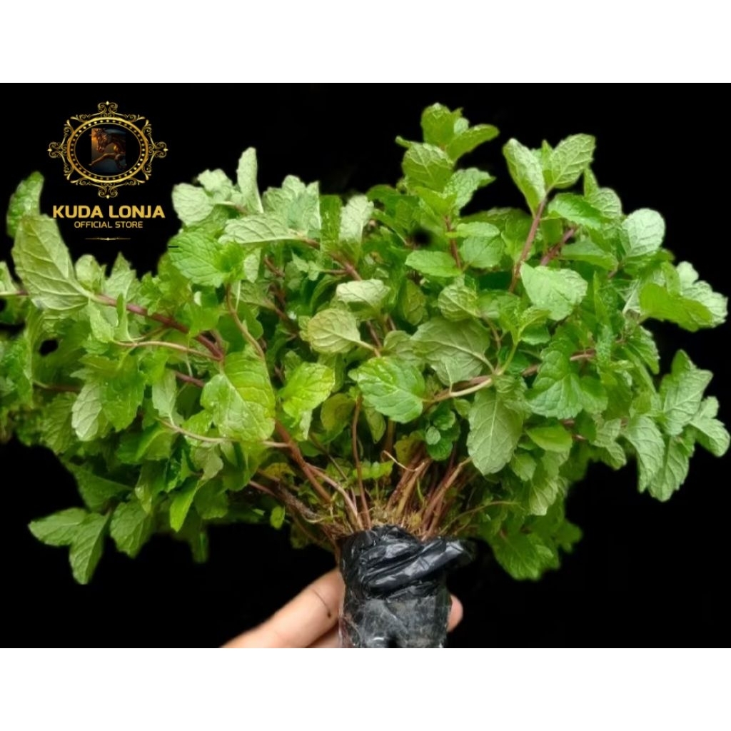 

Daun mint / pepermint (Isi 8 bonus 2 jadi 10 buah bisa di konsumsi)