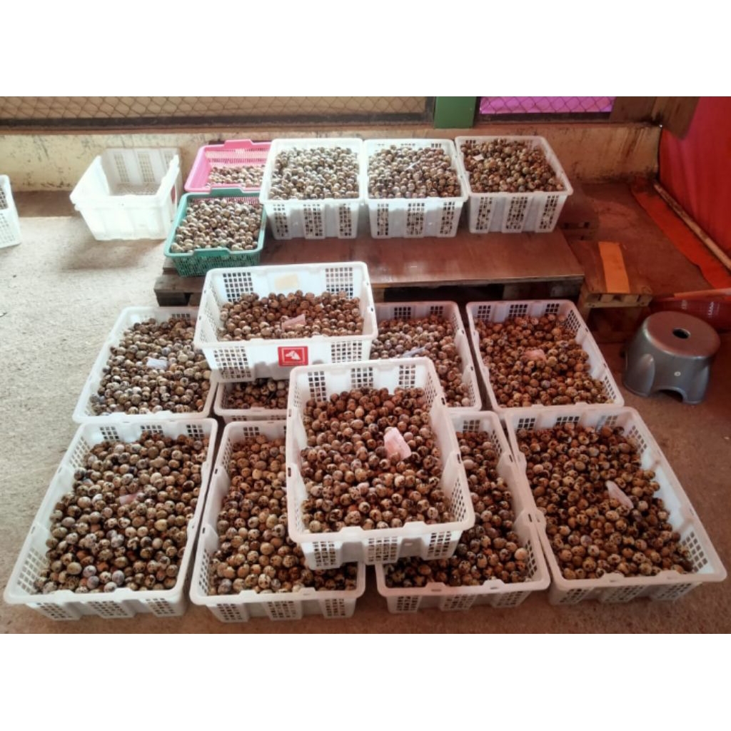 

telur puyuh 1 krat isi 90btr