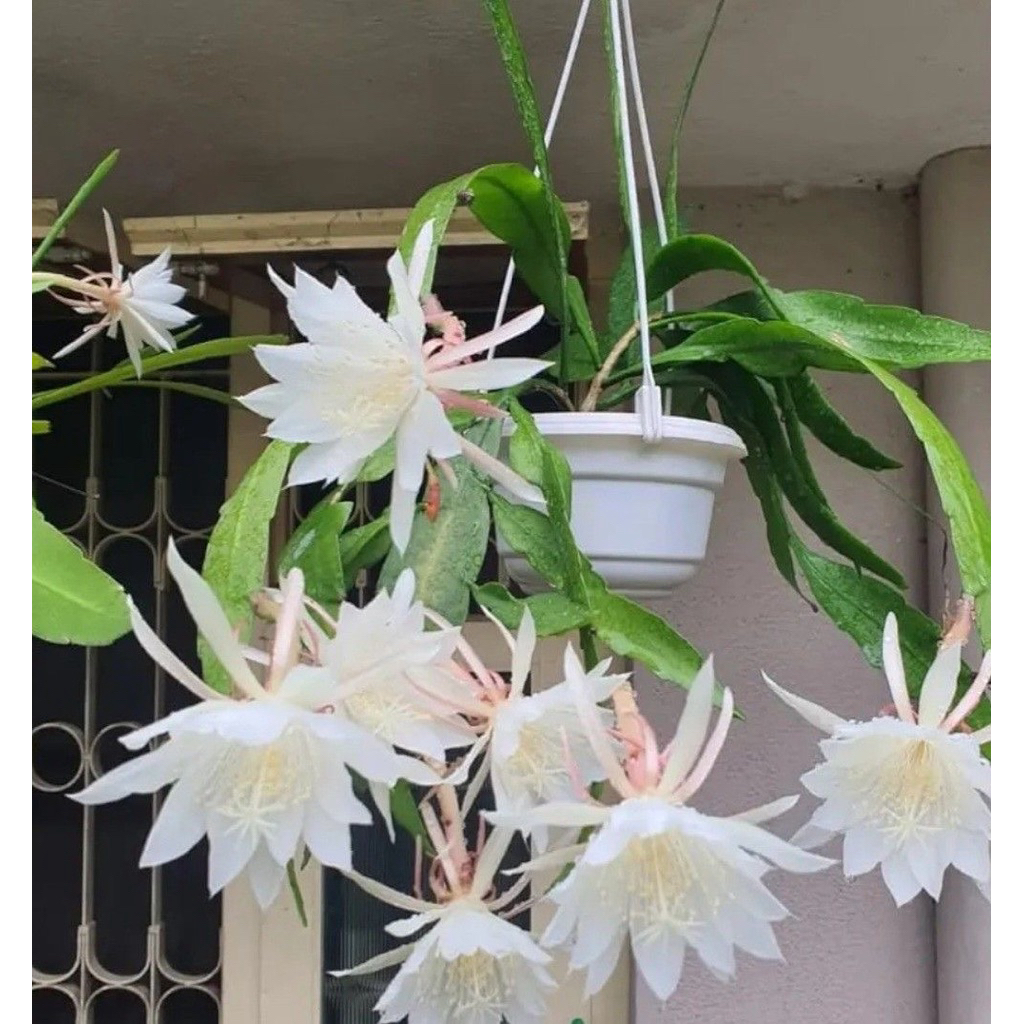 tanamana hias wijaya kusuma putih - bunga wijaya kusuma