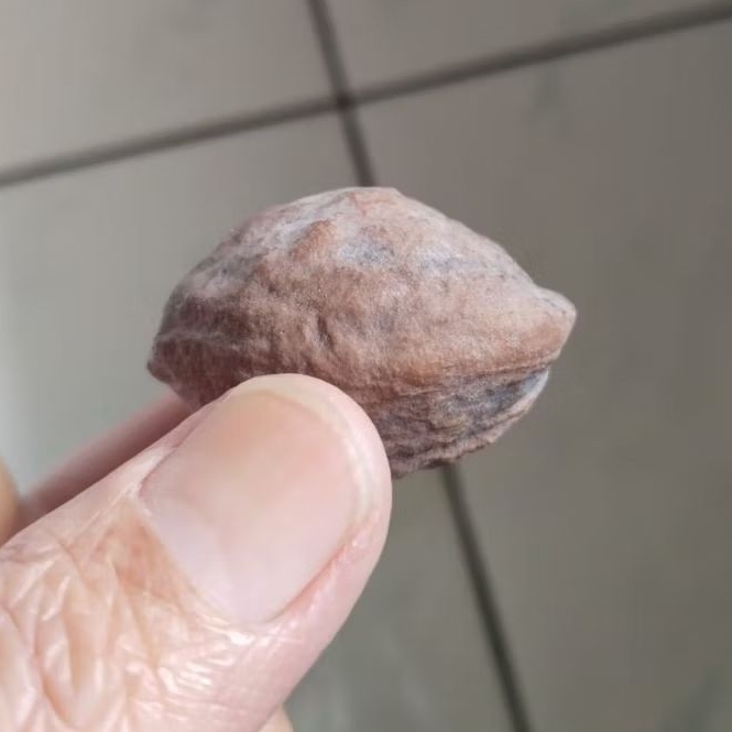 Kemiri Adu Muncang Adu Anak 4G Urgen Full Tua