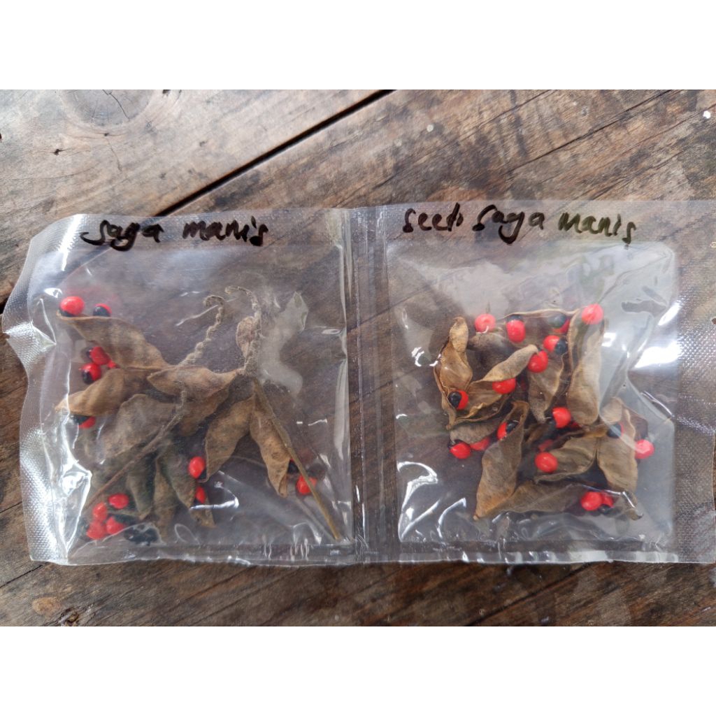 

Biji Benih Saga Manis Rambat Segar Manfaat Khasiat 10gr