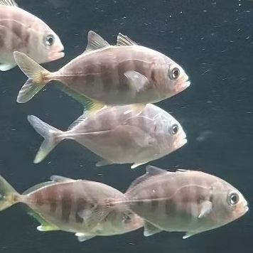 Giant travally / GT / ikan kuwe air tawar 10cm