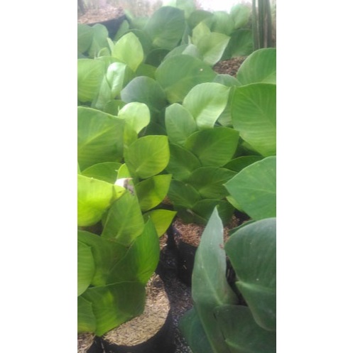 Tanaman Hias dolar - climbing dolar - tanaman rambat - climbing plant