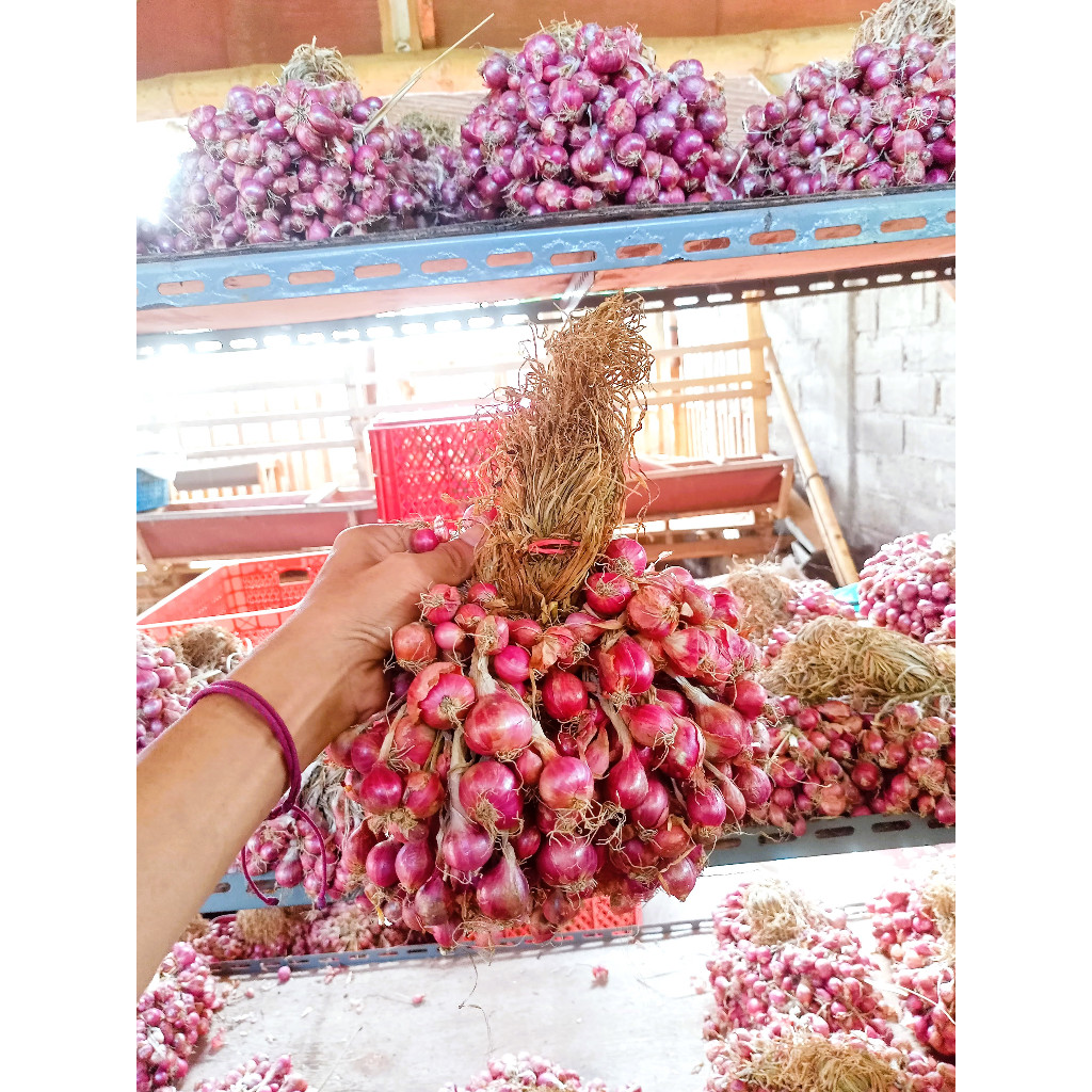 

Bawang Merah Probolinggo ikat 1 kg