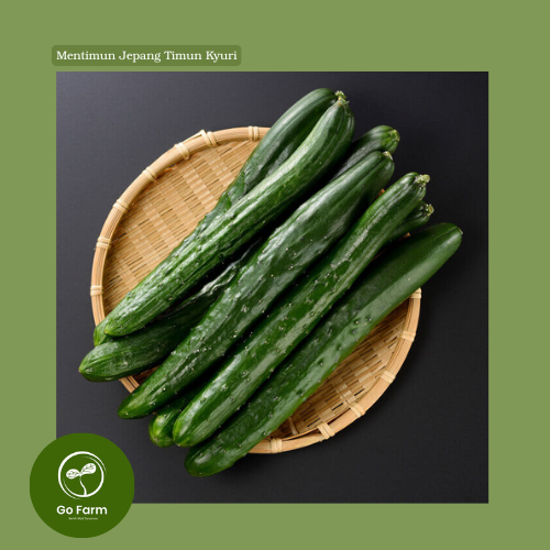 Benih Bibit Mentimun Jepang Timun Kyuri  F1 (1 biji)